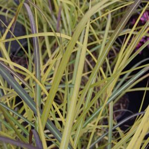 Miscanthus sinensis 'Yakushima Dwarf' ---